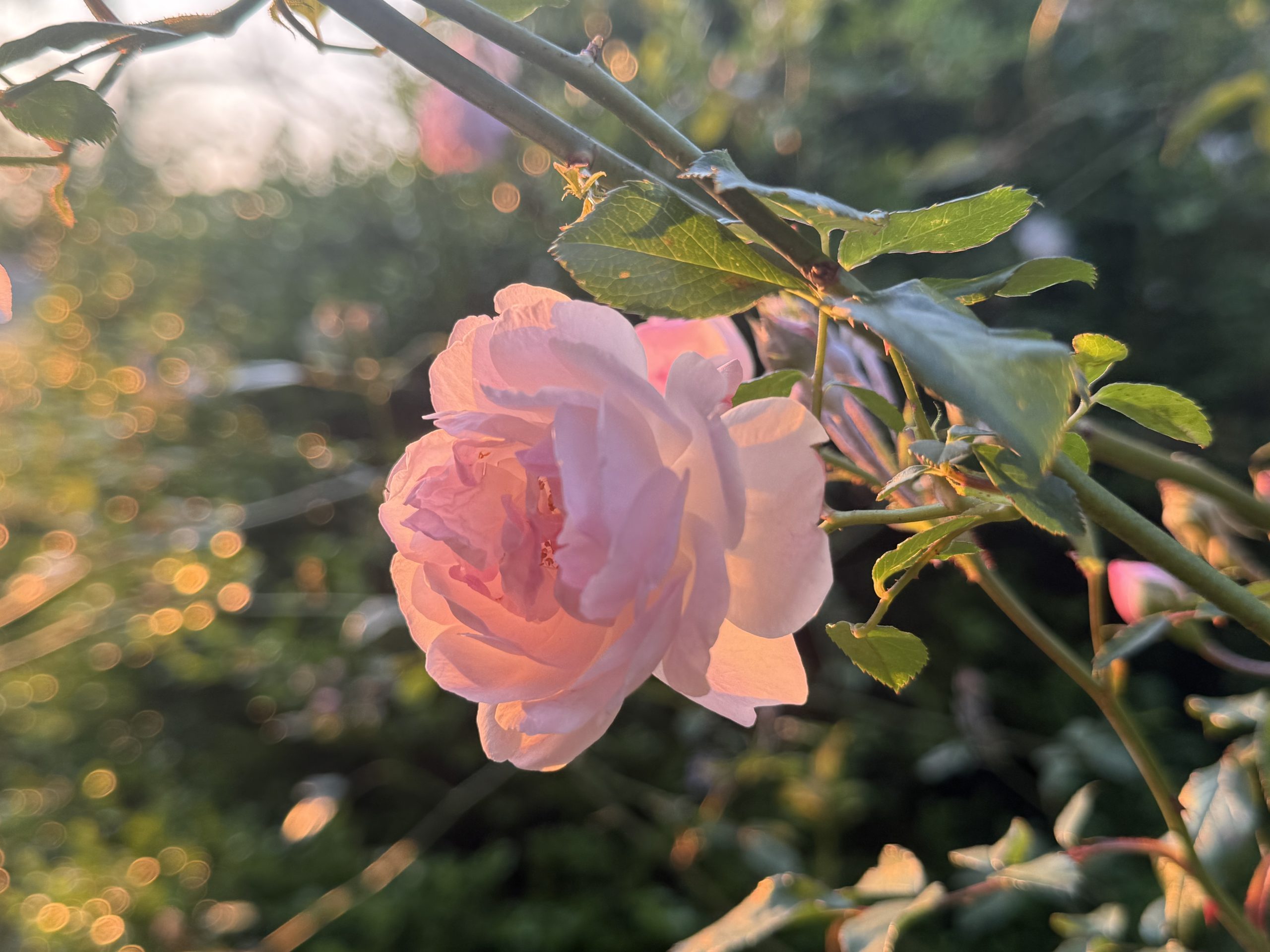 Blushing Roses - Columbia Metropolitan Magazine