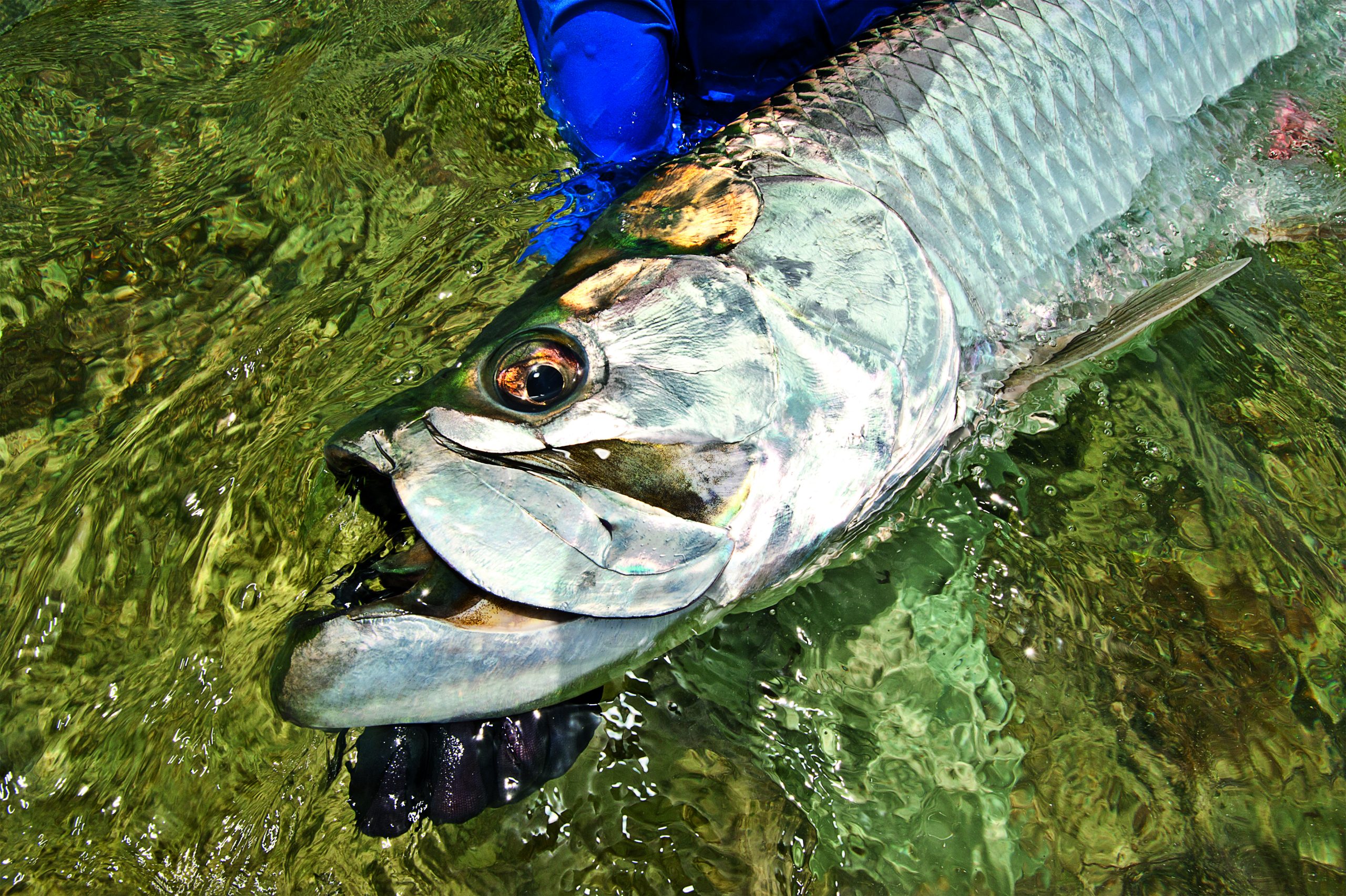 Tail Walking Tarpon - Columbia Metropolitan Magazine