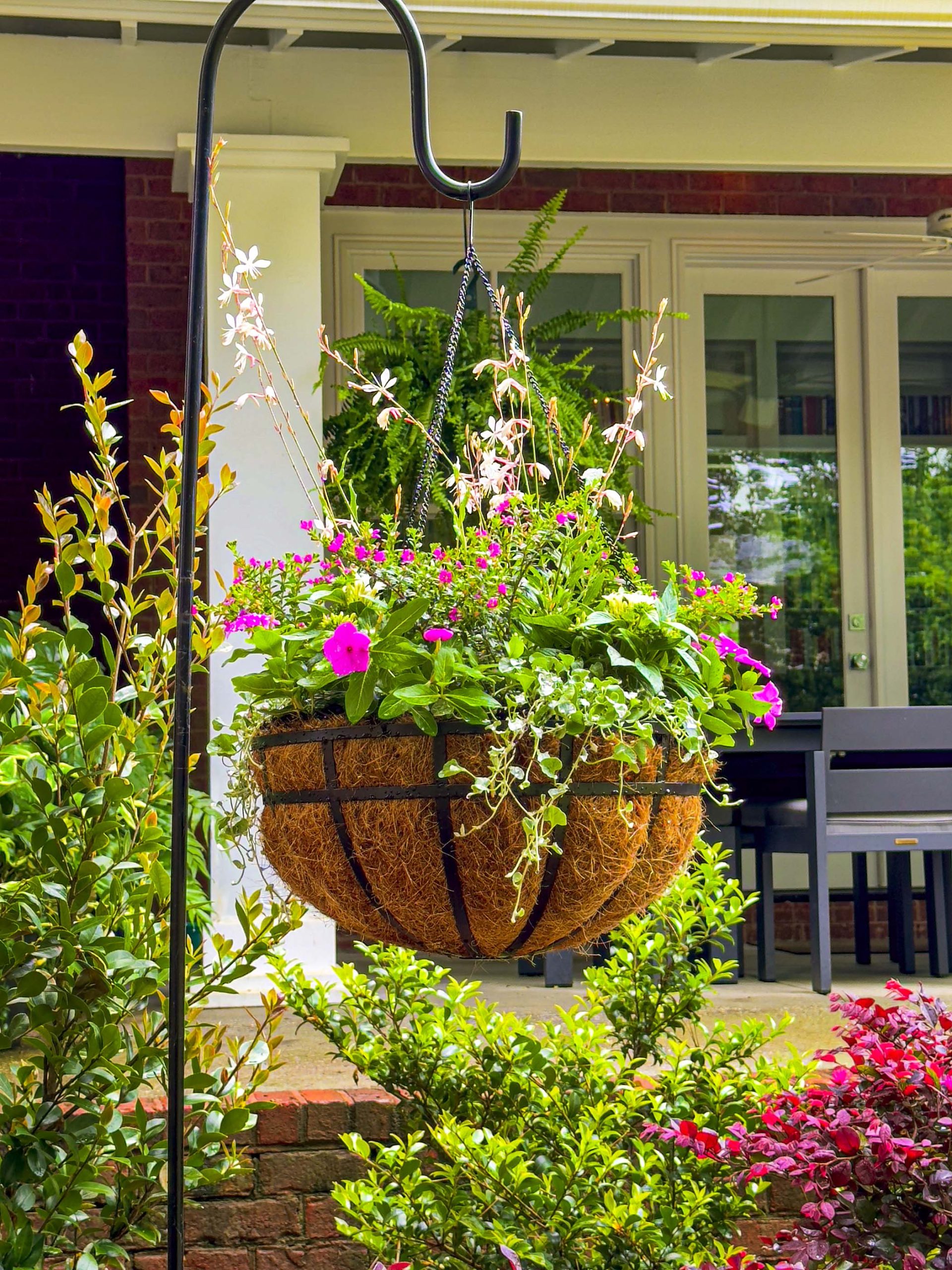 boston fern plant Boston Fern Houseplant | Buy Plants Online | Leaf Envy main image 1
