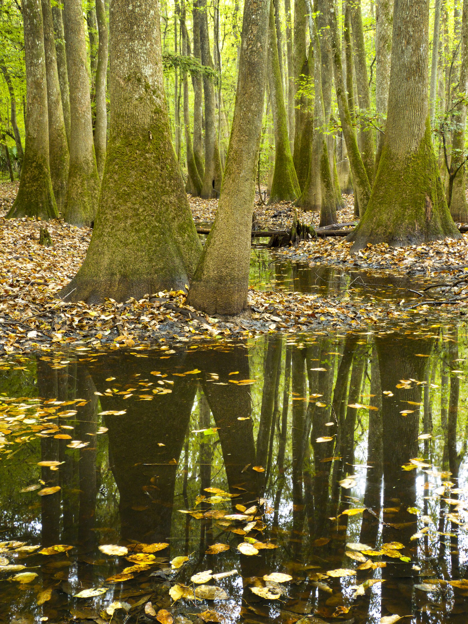 Furthermost COWASEE Basin - Columbia Metropolitan Magazine