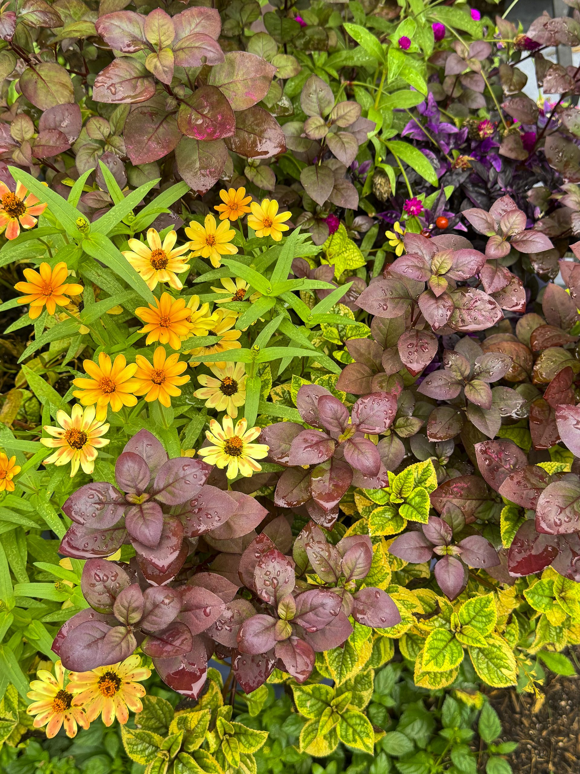 Growing Native - Columbia Metropolitan Magazine