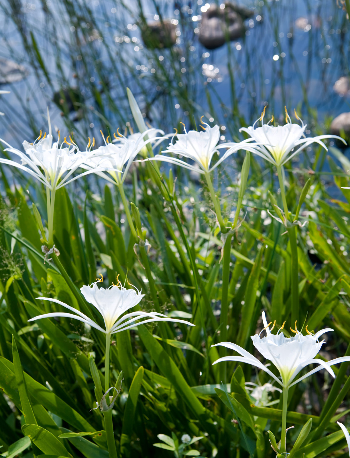 Lily IsoESuper Hedione Galaxolide その他 From the Mountains to the Sea - Columbia Metropolitan Magazine